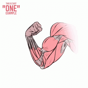 人体肌肉运动-斑狗动画