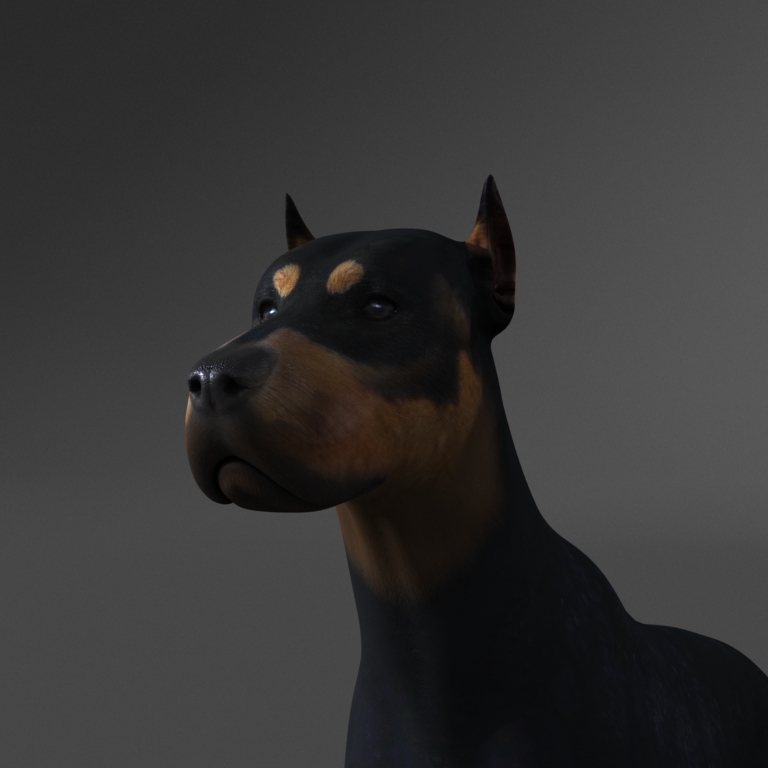 Doberman_Pinscher_ai_2017-斑狗动画分享